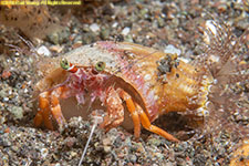 hermit crab